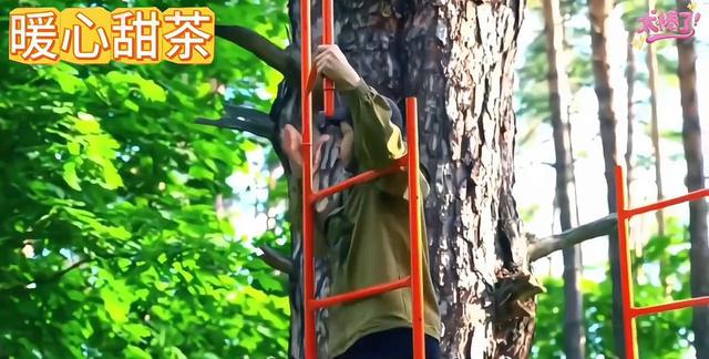 隐居森林！男子自建梦幻树屋全记录