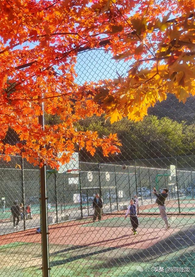 公交直达，大连这个免费公园枫叶正当时，赏秋好地方