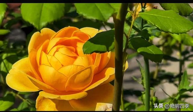 欧游杂记（5）‖ 齿轮火车几上几下瑞吉山，缆车凌空飞跃韦吉斯