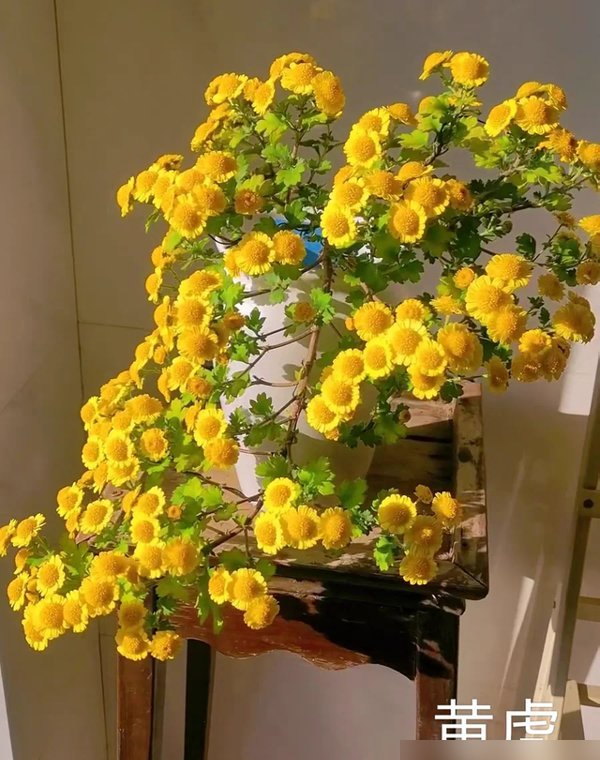 阴花不能进阳宅！这5种花“打死}也不养,家里若有快挪走！