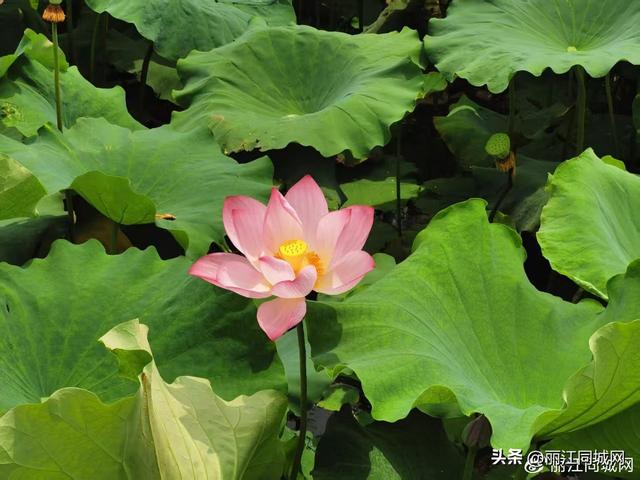 盛夏三川花正好，万亩荷塘邀你共赴田园诗画之约