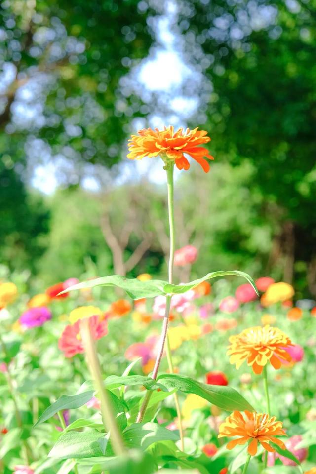 邂逅秋日烂漫：丰泽这片花海美丽绽放，就藏在……