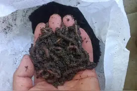 蚯蚓钓鱼5个不为人知的“小秘密”，靠这些每次钓得都比别人多图片