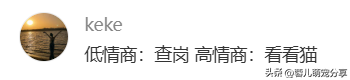 男子吐槽老婆是为了猫才和他结婚的，本来不信，结果哈哈笑喷了！