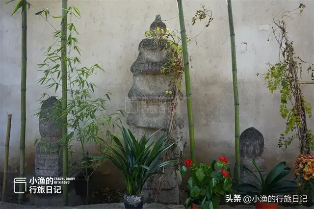 黄了黄了！西安秦岭1700年神仙古树，又到一年最美时！