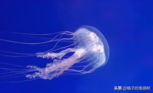 七十响礼炮震彻都安，千层岭间漫卷乡愁：七秩辉煌，你我共见