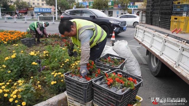 昌吉满城花海献礼70周年！这些景观藏满寓意太惊艳