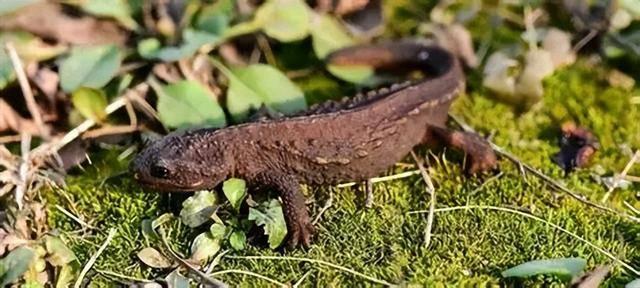 野外仅存600多只！浙江4人徒手抓26只，价值10多万