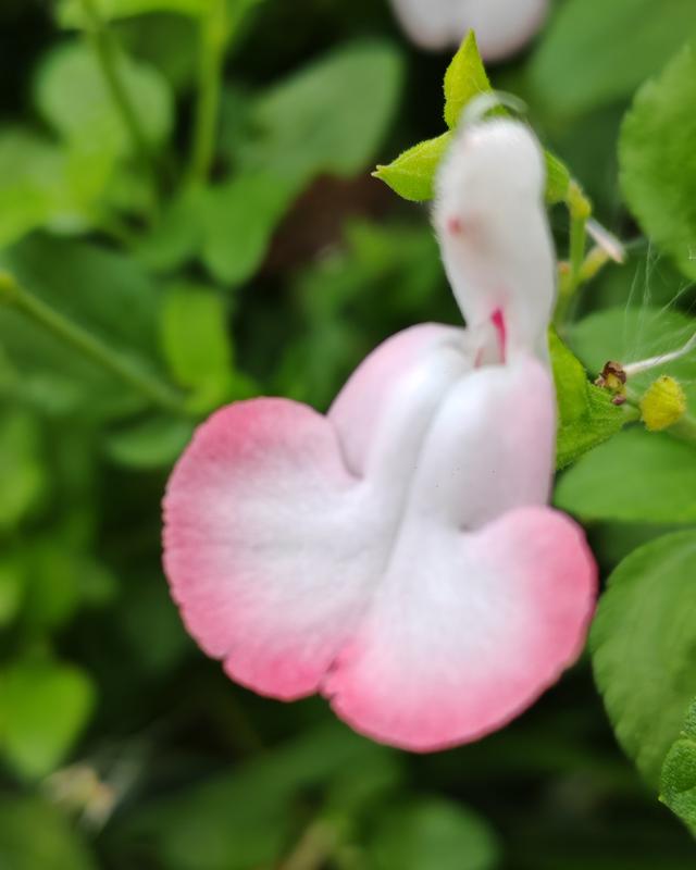 繁花似锦的秋天