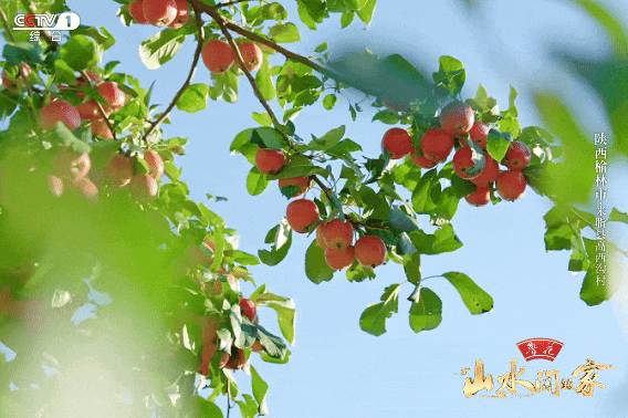 看完《山水间的家》，一人说一个爱上米脂的理由！