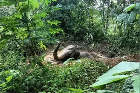 “急！救这头大象”图片