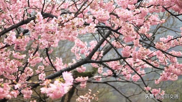 城事新探 | 太子湾郁金香上线，樱花、玉兰争相绽放，杭城这里“含春量”100%🤩🤩🤩