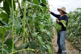 立夏以后，六种夏季蔬菜不要忘了种植，从夏到秋陆续采收不断图片