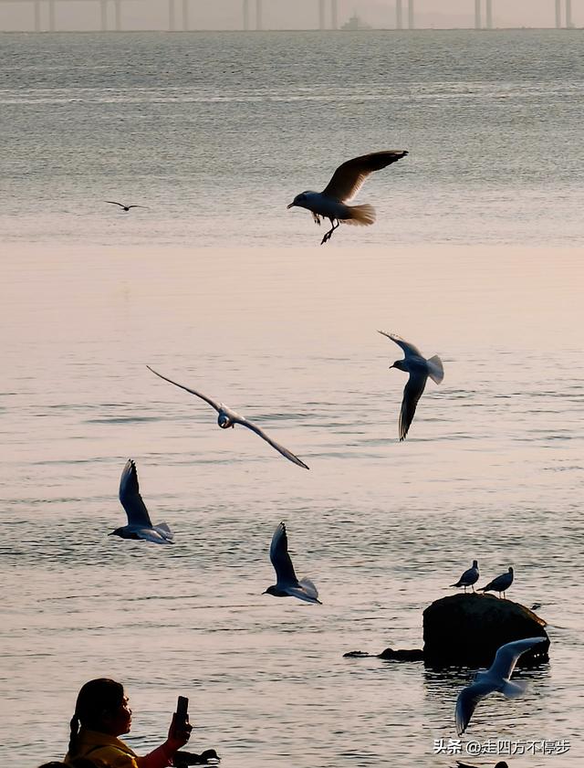 深圳湾观鸟：海舞鸟歌映盛世