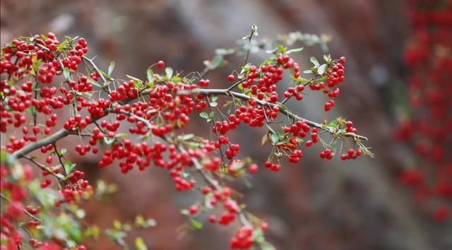 秋假来了，来龙卦山中寻诗意