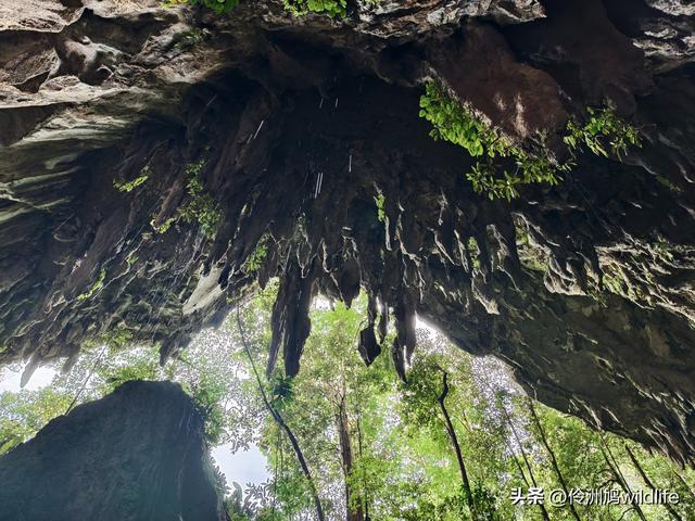马来西亚(29)砂拉越州③姆鲁山清水洞·风洞
