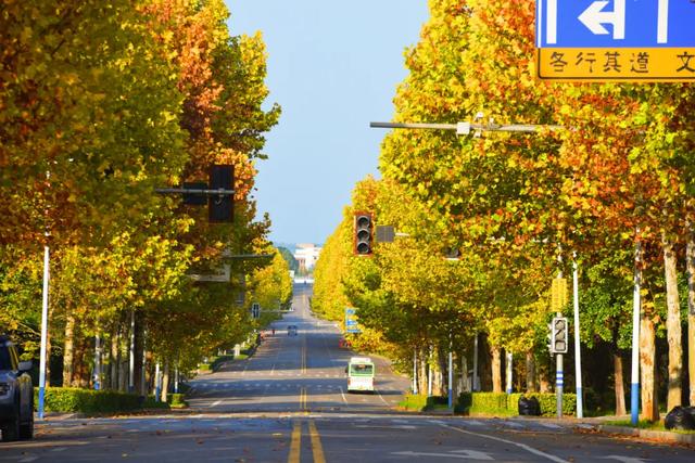 避开人群!两江新区这条梧桐大道,独享初冬金色浪漫