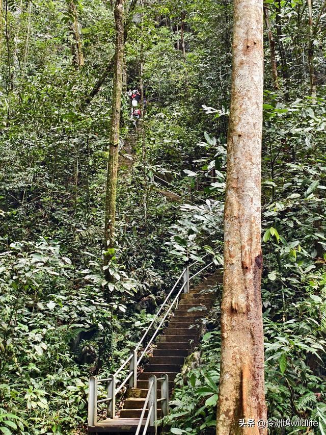 马来西亚(29)砂拉越州③姆鲁山清水洞·风洞