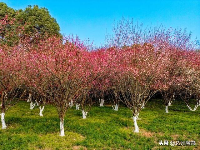 冬日暖阳哪里玩 达城多地梅花怒放迎客来