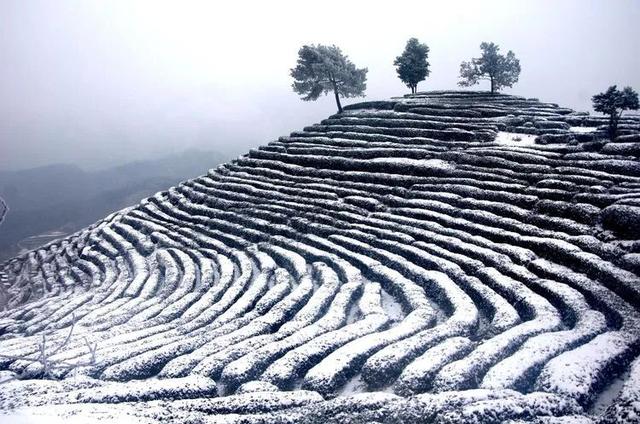 初雪落汉中，万亩茶园美成画！