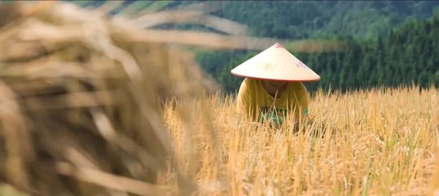 在连山，如何让一片梯田重获新生