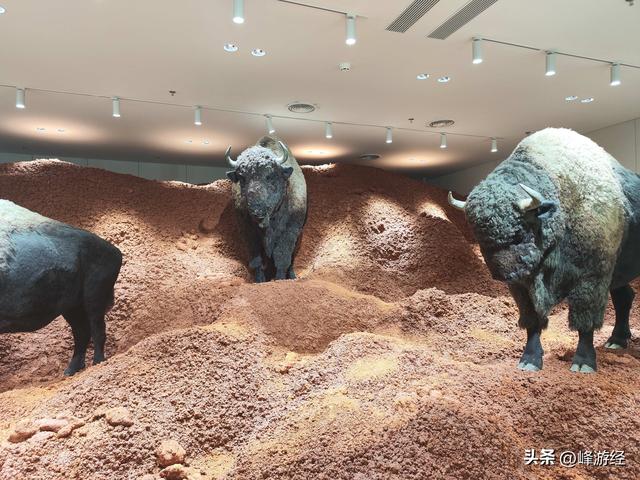 万象天地寻巨人展，感受昆虫王国带来的视觉冲击