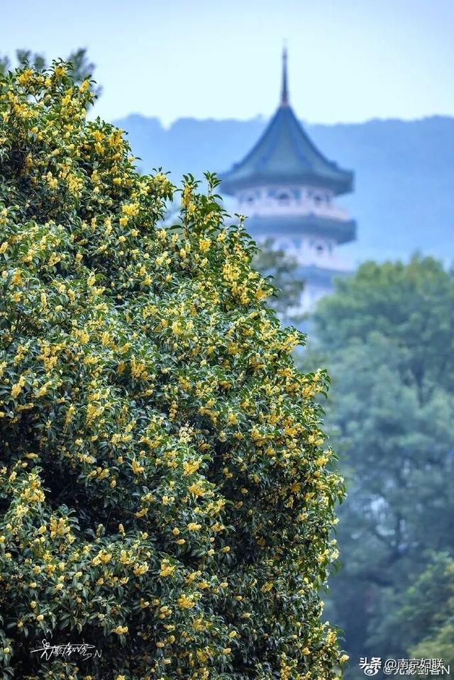 秋日南京，金色相逢