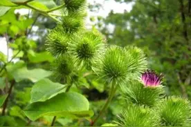 牛蒡的名称由来和主要用途图片