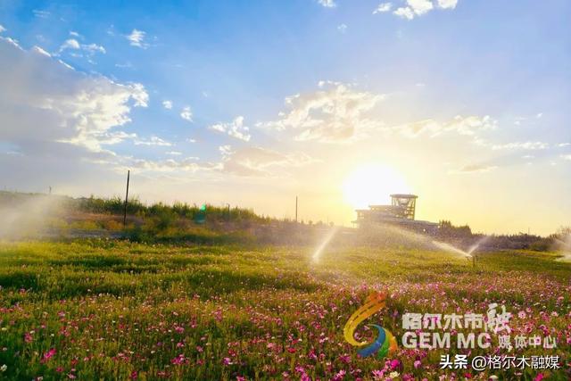格桑花开映新区|格尔木市民邂逅"家门口的浪漫"