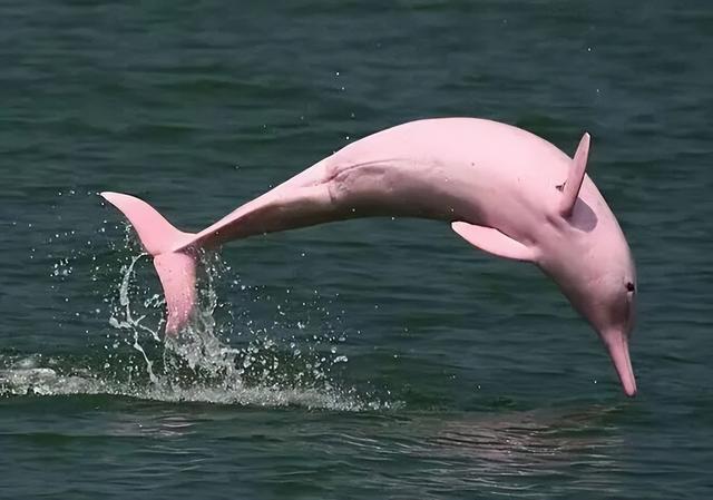 追海豚、赏海景、吃美食…湛江手信冰箱贴带您「玩转湛江」！