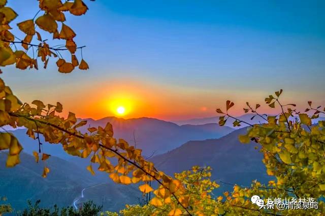银杏染秋——九峰的金色童话