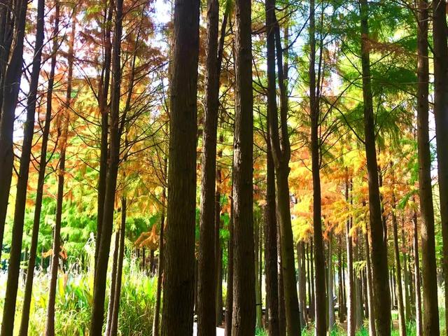 秋色斑斓美如画