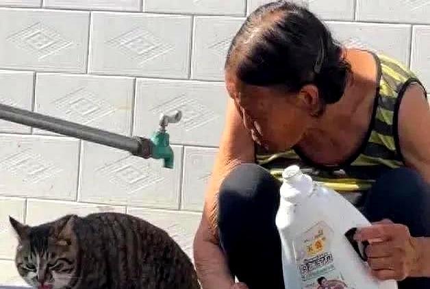 狸花猫打架输了，回家气呼呼地喝水，奶奶在旁一边安慰一边支招