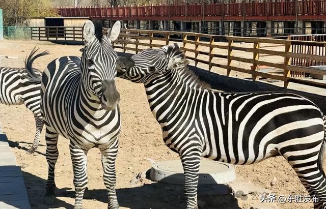 节日快乐！今明免费→