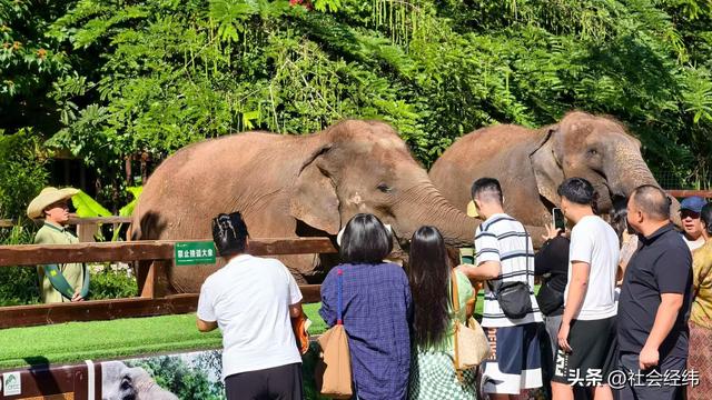 每日一景|西双版纳野象谷风景区