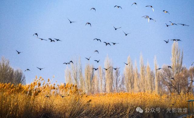 【冬天的野麻湾】阳关雪及野麻湾的飞鸟