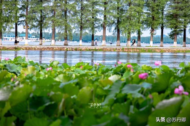 武汉的夏天，有多热就有多美！东湖听雨感受一场“风雅集”