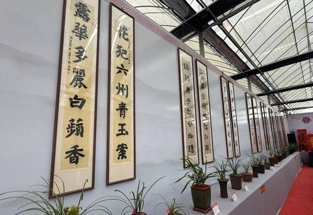 相约太姥 兰韵桐江｜福鼎市第十届兰花文化展开幕，共赴春日雅集