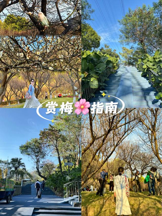 深圳赏梅天花板！🌸27000m²梅园地铁直达