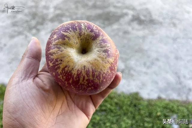 在泸沽湖畔掰玉米，体验大凉山彝族人的农村生活，辛苦并快乐着