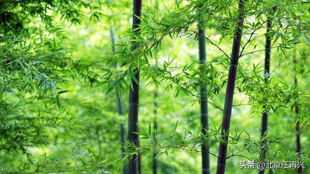 鲁智深只知倒拔垂柳，这野竹林非野猪林，江南七怪：难怪七贤喜欢