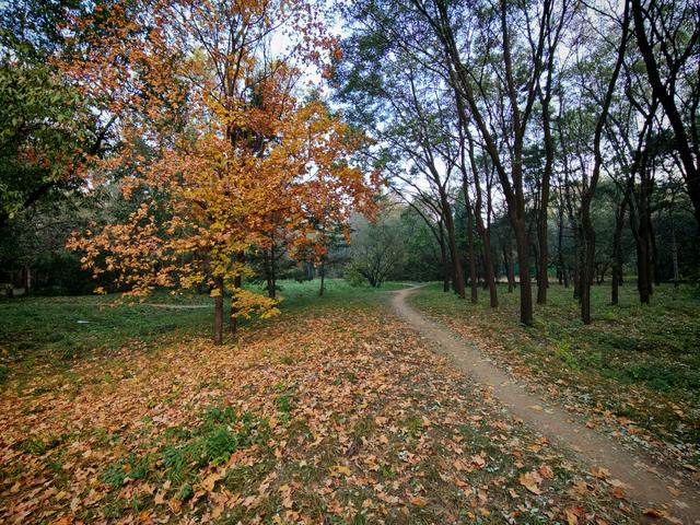 沈阳寻找银杏：从北陵到北塔