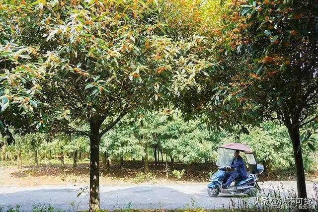 房子前面为什么不能种桂花树？房子前面有桂花树的	，要了解一下！