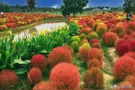 地肤子为什么俗称千心“少”女？可鲜食可入药，用途还真不少图片