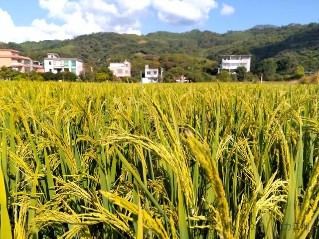 秋日必去！从化江埔5大稻田打卡攻略，邂逅金色浪漫