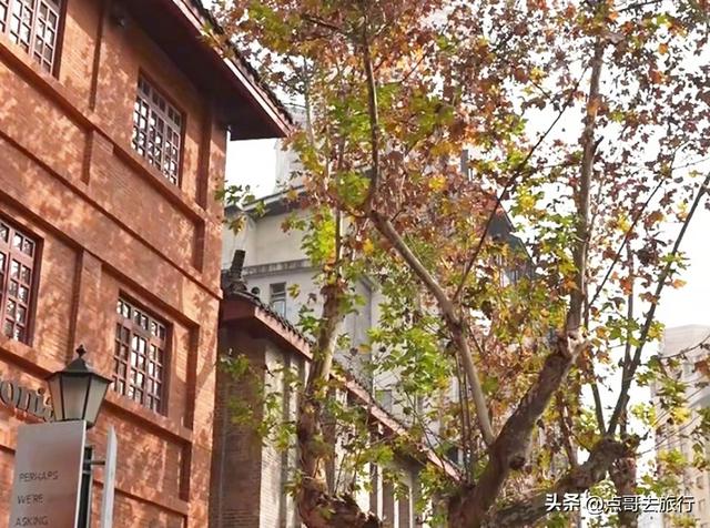 成都4大梧桐观赏地，17公里金色隧道，超级壮观，地铁公交直达！