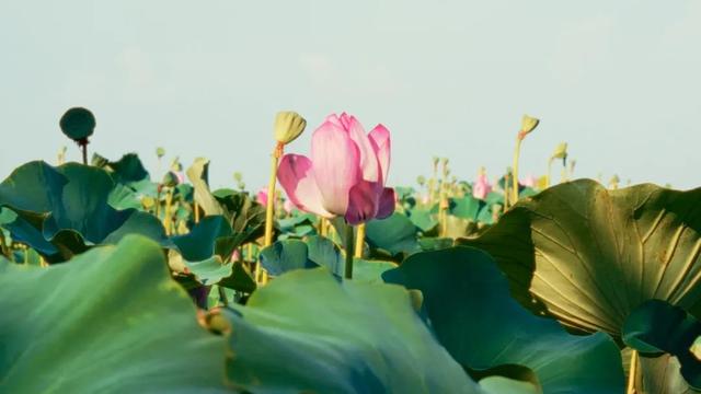 风吹荷动的早秋，太白湖藏着治愈一切的美