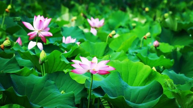 美丽西和 “荷”你有约