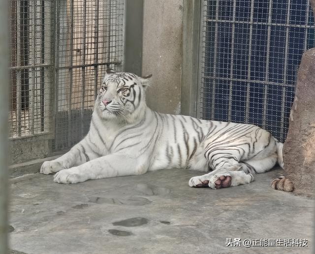 青岛动物园深度游指南：百年历史+五大展区，改造后更值得期待！