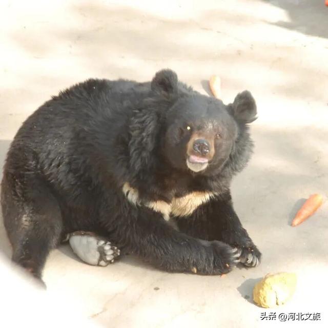 在保定，体验真实版“疯狂动物城”！